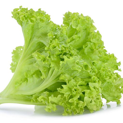 Lechuga